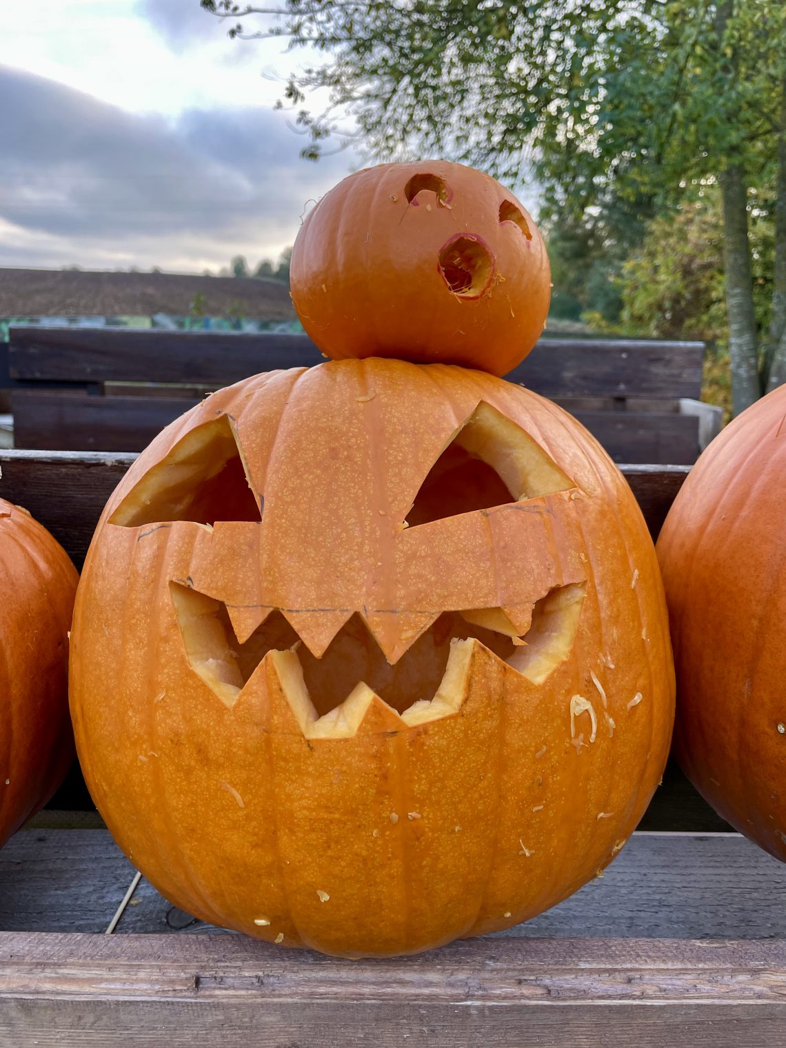 Halloween Kürbis Renetten